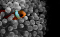   Juvenile Anemone Fish simple photoshopping changing background black white small amount cropping. cropping  